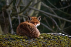 Fox lying on a roof